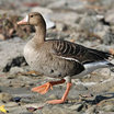 Greater White-fronted Goose